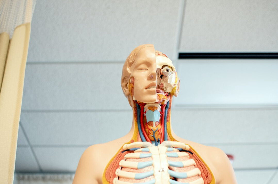 Modern health training classroom with anatomy models and equipment